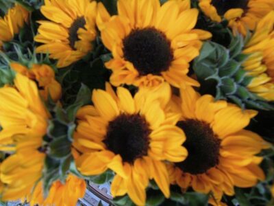 Sonnenblumen