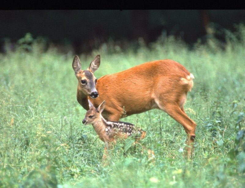 rehe