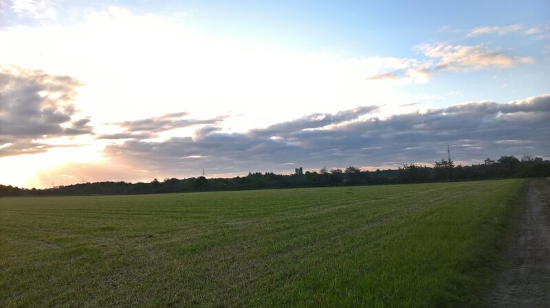 feld